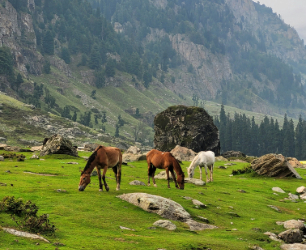 Pahalgam3